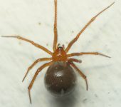 Arañas de telaraña irregular - familia Theridiidae - Bioexploradores