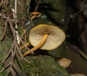 Agaricales, Xeromphalinaceae - Bioexploradores