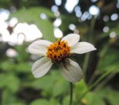 Bidens pilosa (Asterales, Asteraceae)