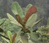 Chagualo / Gaque / Clusia magnifolia (Malpighiales, Clusiaceae) - Bioexploradores