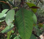 Carate / Punta lanza / Vismia ferruginea (Malpighiales, Hypericaceae) - Bioexploradores