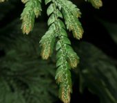 Selaginella sp. 2 (Selaginellales, Selaginellaceae)