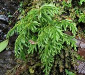 Selaginella sp. 4 (Selaginellales, Selaginellaceae)