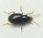 Diploharpus sp. (Insecta, Coleoptera, Carabidae)