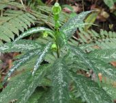 Burmeistera corei (Asterales, Campanulaceae)
