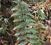 Blotiella aurita (Monilophyta, Polypodiales, Dennstaedtiaceae)