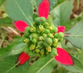 Euphorbia cyathophora (Nochebuena silvestre) (Malpighiales, Euphorbiaceae)