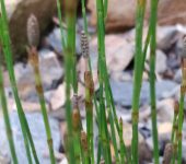 Equisetum sp. (Monilophyta, Equisetales, Equisetaceae)
