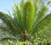 Cycas sp. (Cycadopsida, Cycadales, Cycadaceae)
