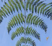 Pteridium arachnoideum - Helecho marranero (Monilophyta, Polypodiales, Dennstaedtiaceae)