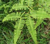 Gleichenella pectinata (Monilophyta, Gleicheniales, Gleicheniaceae)