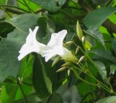 Convolvulaceae Distimake macrocalyx (Solanales, Convolvulaceae)