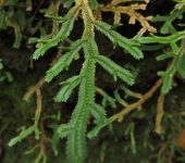 Selaginella sp. 3 (Selaginellales, Selaginellaceae)