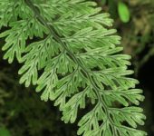 Hymenophyllum sp. 2 Hymenophyllum sp. 2 (Monilophyta, Hymenophyllales, Hymenophyllaceae)