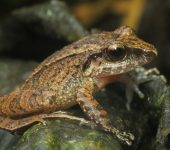 Pristimantis achatinus - Rana cutín de occidente - Strabomantidae