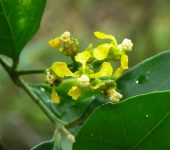 Ciruelo / Cereza de monte / Bunchosia nitida (Malpighiales, Malpighiaceae) - Bioexploradores