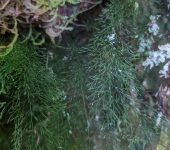Trichomanes sp. 2 Trichomanes sp. 2 (Hymenophyllales, Hymenophyllaceae)