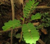 Chancapiedra / Phyllanthus niruri (Malpighiales, Phyllanthaceae) - Bioexploradores
