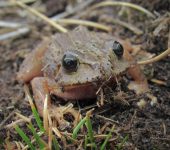 Pristimantis permixtus Luis David Montoya