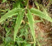 Sticherus sp. (Monilophyta, Gleicheniales, Gleicheniaceae)