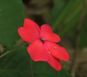 Balsaminaceae Besitos - familia Balsaminaceae - Bioexploradores