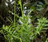 Podocarpus oleifolius - Pinales, Podocarpaceae