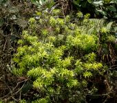 Podocarpaceae Podocarpus oleifolius - Pinales, Podocarpaceae