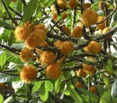 Pouteria gallifructa Pouteria gallifructa (Ericales, Sapotaceae) - Caimito