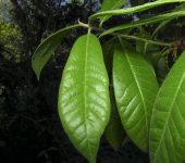 Quercus humboldtii Roble de tierra fría (Quercus humboldtii, Fagales, Fagaceae)
