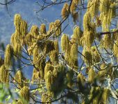 Quercus humboldtii (Fagales, Fagaceae) - Roble