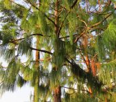 Pinaceae Pino pátula / Pinus patula (Pinales, Pinaceae) - Bioexploradores