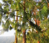 Pinus sp. (Pinopsida, Pinales, Pinaceae)