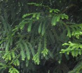 Pino romerón / Retrophyllum rospigliosii (Pinales, Podocarpaceae) - Bioexploradores