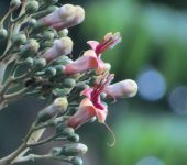 Trichanthera gigantea - Quiebrabarrigo