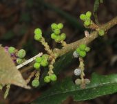 Olivo de cera / Morella pubescens (Fagales, Myricaceae) - Bioexploradores