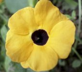 Ojo de poeta (Thunbergia alata) [INVASORA] - Acanthaceae