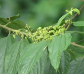 Zurrumbos - familia Cannabaceae - Bioexploradores