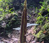 Elaphoglossum sp. 3 (Polypodiales, Dryopteridaceae) - Helechos macho