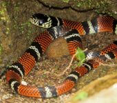 Erythrolamprus bizona - Falsa coral brillante