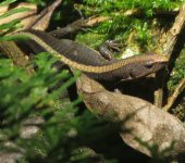 Lagartijas doradas - familia Gymnophthalmidae - Bioexploradores