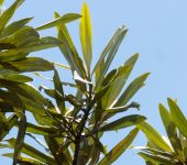 Ocotea micans (Laurales, Lauraceae) - Laurel