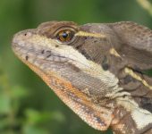 Lagarto jesucristo - Basilisco (Basiliscus basiliscus) - Corytophanidae