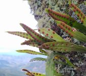 Pleopeltis macrocarpa - Lechuguilla de árbol - (Polypodiales, Polypodiaceae) - Bioexploradores