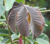Cecropia sp. (Rosales, Urticaceae) - Yarumos, pringamosas y otros