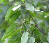Aguacatillo - Persea caerulea - familia Lauraceae