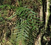 Lellingeria subsessilis (Polypodiales, Polypodiaceae) - Bioexploradores