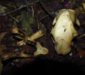 Choloepus sp. Choloepus sp. - orden Pilosa, familia Choloepodidae
