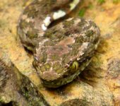 Bothriechis schlegelii - Víbora de pestañas