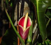 Philodendron sp. (Alismatales, Araceae)