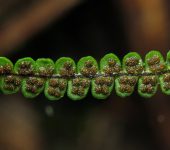 Melpomene wolfii (Polypodiales, Polypodiaceae) - Bioexploradores